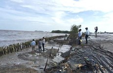 Ca Mau takes prompt actions against dyke erosion