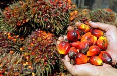 Jakarta supermarkets told to remove palm oil-free products