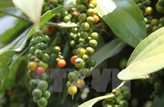 Agricultural ministry examines pepper farming development orientation