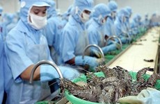 Vietnamese shrimp exporters enjoy zero taxes to US