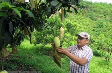 Vietnamese mangoes enter Chilean market