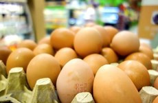 Indonesia to destroy millions of eggs to boost chicken prices