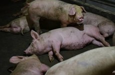 Philippines culls over 7,400 pigs over African swine fever outbreak