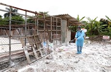 Hanoi's animal health sector well prevents diseases in rainy season