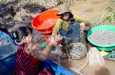 Dong Thap to flood rice fields for fertility