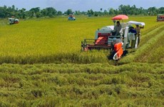 Local rice industry needs technology in preservation, processing