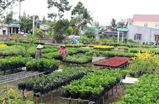 Mekong Delta agriculture adapts to climate change