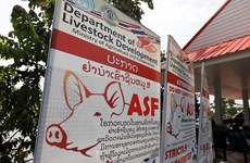 Thailand puts 24 provinces on alert against African swine fever