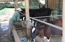 Mekong Delta develops beef, dairy farming
