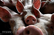 Timor Leste reports African swine fever outbreaks 