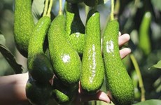 Vietnam tries to get US export licence for avocados