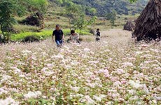 Buckwheat flower festival in Ha Giang