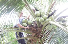 Coconut offers high value for farmers amid climate change