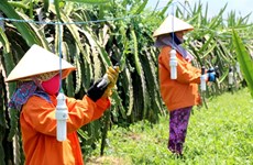 Binh Thuan grows more dragon fruit under GAP standards