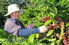 Coffee exports suffer strong drops 