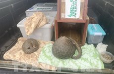 Nghe An police arrest two men illegally transporting pangolins