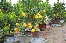 Five-fruit trees, plants shaped like rats popular for Tet