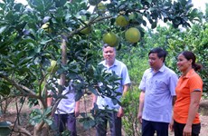 Farm-based economy contributes to new rural area building in Bac Ninh