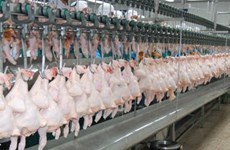 Thai pork, chicken exports soar in face of swine fever