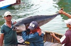 Vietnam’s seafood exports up 8 percent last year