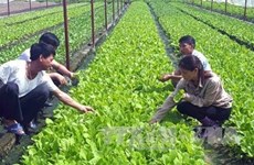 Japanese firms interested in high-tech farming in Bac Lieu 