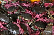 Tra Vinh farmers harvest mud crab for Tet, earn high profit