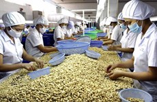 Efforts to maintain Vietnam’s leading position in cashew export