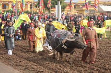 Annual ploughing festival opens in Ha Nam province