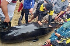 Quang Ngai residents strive to save 700-kg whale 