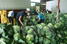 Farm produce prices slump as COVID-19 hits exports
