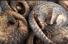 WWF urges end to wildlife trade, consumption in Asia-Pacific