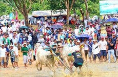 Ox racing festival in An Giang gears towards international status 