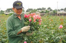 COVID-19 brings losses to flower growers 