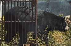 New short film released to call for end to bear farming