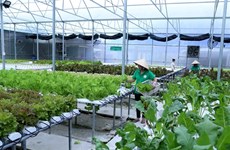 Can Tho moves to enhance efficiency of vital hi-tech urban agricultural models