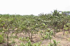 Saltwater intrusion affects Mekong Delta’s fruit cultivation 