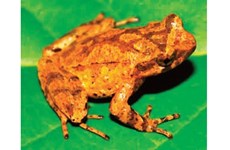 New species of toad discovered in Cao Bang