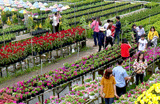 Sa Dec flower village to be turned into tourism culture centre  