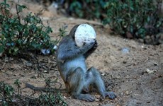 Rangers drive monkeys back into forest on COVID-19 alert