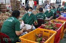 Tien Giang’s fruit export turnover up 20.3 percent in Q1