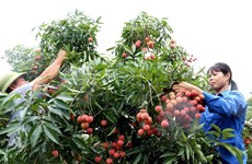 Hanoi centre allowed to irradiate fruits for export to Australia