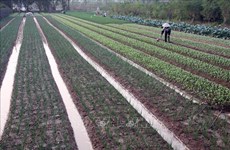 Hanoi calls for investment in 11 agricultural projects
