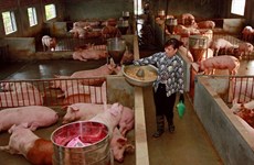 Minister orders quick but safe repopulation of pig droves