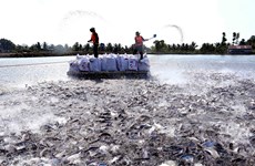 Tra fish industry may fully recover in Q3: directorate