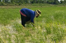 Thailand expects to harvest 24mn tonnes of rice in 2020