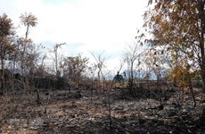 Khanh Hoa: 67,000ha of forest at high risk of fire 