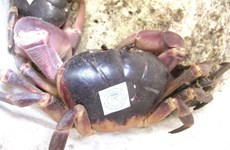 Sustainable crab catching a boon for islanders