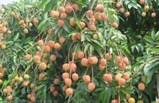 Nine tonnes of “U Hong” lychee to hit shelves in Australia
