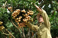 “Thieu lychee kingdom” looks to conquer demanding markets