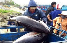EU to remove tariffs on Vietnamese tuna once trade deal takes effect